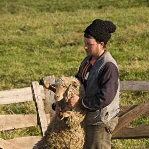 Domestic Sheep, shepherd holding sheep from communal flock, at traditional sheep-fold, near Saschiz, Transylvania, Romania, october