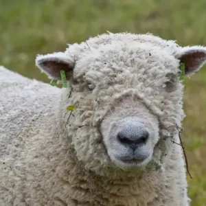 Oveja doméstica de la raza Southdown en pelaje crudo con un macho adulto a punto de ser cebado Oveja doméstica de la raza Southdown en pelaje crudo con un macho adulto a punto de ser cebado