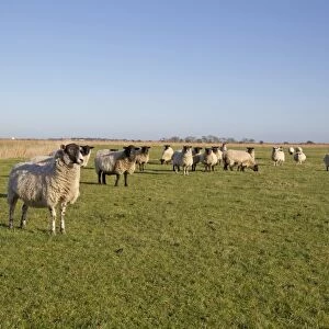Domestic Sheep, Suffolk mules, ewes, flock standing in coastal grazing marsh habitat, Suffolk, England, january