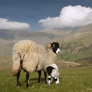 Domestic Sheep, Swaledale ewe and lamb, being watched by Border Collie sheepdog, Howgills, Cumbria, England, May