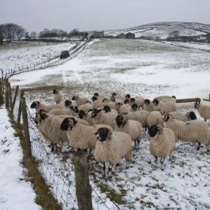 Ovejas domésticas de ovinas Swaledale en un grupo que se encuentra parado bajo una pastura cubierta con nieve y bocados Ovejas domésticas de ovinas Swaledale en un grupo que se encuentra parado bajo una pastura cubierta con nieve y bocados