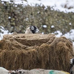 Domestic Sheep, Swaledale ewes, flock feeding on silage in snow covered pasture, Grisedale, Lake District, Cumbria