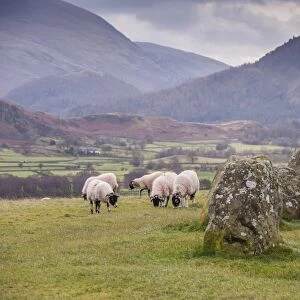 Domestic Sheep, Swaledale ewes, flock grazing beside stone circle, Castlerigg Stone Circle, near Keswick