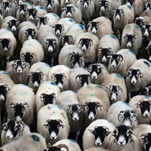 Domestic Sheep, Swaledale ewes, flock being moved, England, november
