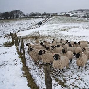 Domestic Sheep, Swaledale ewes, flock standing in snow covered pasture with troughs, Chipping, Lancashire, England