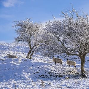 Domestic Sheep, Swaledale ewes, standing beside trees in snow, Dinkling Green, Whitewell, Clitheroe, Forest of Bowland