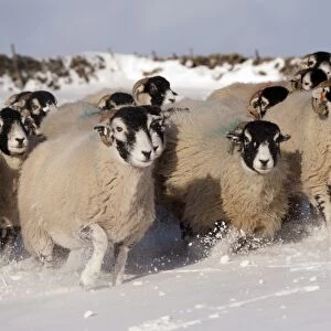Domestic Sheep, Swaledale flock, running in snow covered upland pasture, Cumbria, England, november