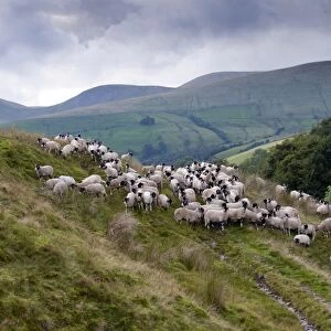 Domestic Sheep, Swaledale flock, shepherd gathering flock off hillside, Baugh Fell, Howgills, Cumbria, England, august