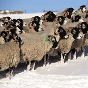 Domestic Sheep, Swaledale flock, standing in snow covered upland pasture, Cumbria, England, november