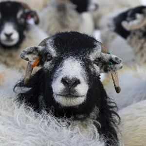 Domestic Sheep, Swaledale flock, close-up of heads, Swaledale, Yorkshire Dales N. P. North Yorkshire, England, february