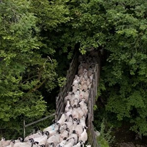 Domestic Sheep, Swaledale flock, crossing bridge, gathered off hillside, Baugh Fell, Howgills, Cumbria, England, august