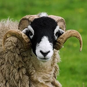Domestic Sheep, Swaledale ram, close-up of head, in pasture, Cumbria, England