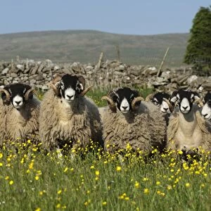 Domestic Sheep, Swaledale rams, flock standing amongst flowering buttercups in pasture, England, May