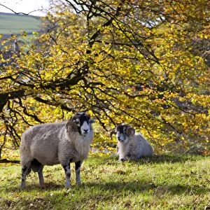 Domestic Sheep, Swaledale rams, near trees with leaves in autumn colour, Marshaw, Over Wyresdale, Forest of Bowland