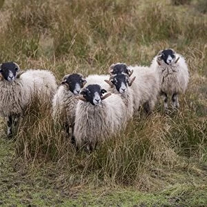 Domestic Sheep, Swaledale tup hoggs, standing amongst rushes in pasture, Northumberland, England, January