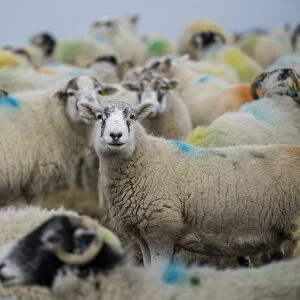 Domestic Sheep, Texdale (Texel x Swaledale) ewe, standing amongst spray marked flock, near Keighley, West Yorkshire
