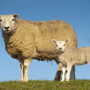 Domestic Sheep, Texel, ewe with lamb, standing in pasture, England, april Domestic Sheep, Texel, ewe with lamb, standing in pasture, England, april