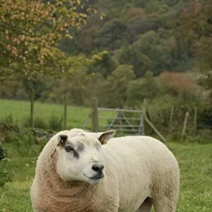 Domestic Sheep, Texel ram, with ear tags, standing in pasture, Anglesey, Wales, october
