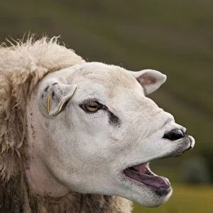 Domestic Sheep, Texel yearling ram, calling, close-up of head, Cumbria, England, june