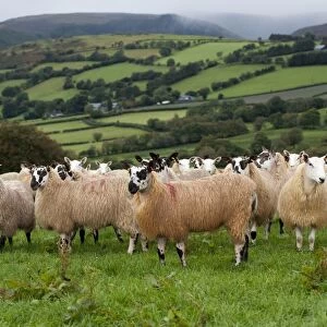 Domestic Sheep, Welsh mules, flock standing in pasture, near Rhayader, Powys, Wales, september