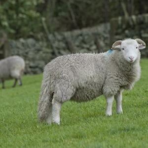 Domestic Sheep, Whitefaced Woodland, young female, standing in pasture, Hayfield, High Peak, Peak District N. P. Derbyshire, England, october