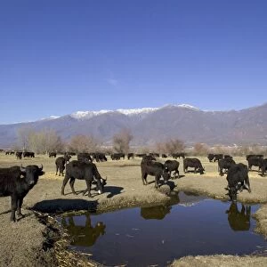Domestic Water Buffalo (Bubalis bubalis) herd, drinking and feeding on fodder, Lake Kerkini, Macedonia, Greece, winter