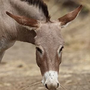 Donkey, adult, close-up of head, feeding on twig, Gambia, january