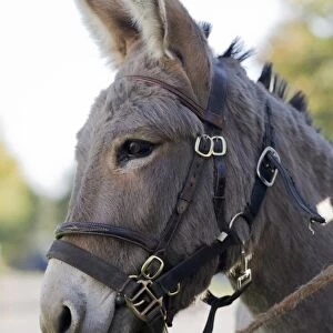 Donkey, adult, close-up of head, wearing bridle and headcollar, England, october