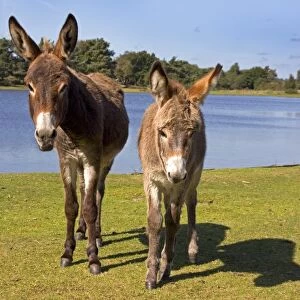 Donkey, adult female with foal, standing at edge of lake, New Forest, Hampshire, England, september