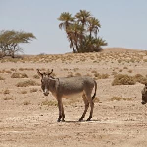 Donkey, adult female with young, standing in desert, Sahara, Morocco, may