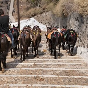 Donkey, herd with handler, walking down steps, Fira, Santorini, Cyclades, Aegean Sea, Greece, September