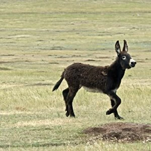 Donkey, Wild Burro feral adult, running in prairie, Custer State Park, Black Hills, South Dakota, U. S. A. september