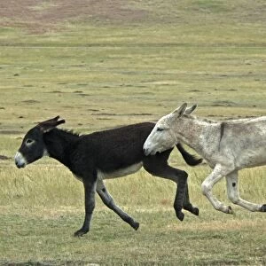 Donkey, Wild Burro feral adults, two running in prairie, Custer State Park, Black Hills, South Dakota, U. S. A. september