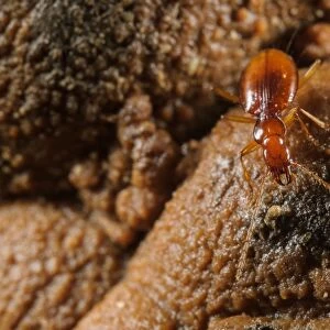 Dorias Cave Beetle (Duvalius doriae doriae) adult, foraging in cave, Pignone, La Spezia Province, Liguria, Italy, May