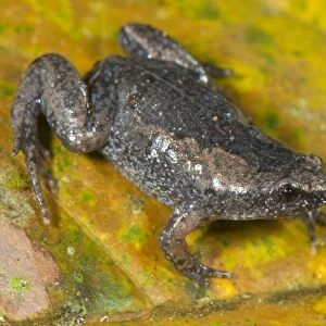 Dotted Humming Frog (Chiasmocleis ventrimaculata) adult female, sitting on leaf, Los Amigos Biological Station