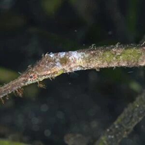 Double-ended Pipefish (Syngnathoides biaculeatus) adult, close-up of head, in seagrass, Lembeh Straits, Sulawesi
