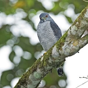Double-toothed Kite (Harpagus bidentatus) adult, perched on branch in montane rainforest, Andes, Ecuador, November