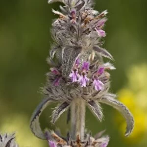 Downy Woundwort (Stachys germanica) flowering, growing on limestone, Romania, June