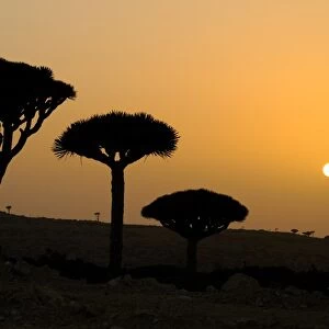 Dragon-blood Tree (Dracaena cinnabari) habit, silhouetted at sunset, Socotra, Yemen, april