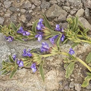 Dragon Head (Lallemantia canescens) flowering, at 3000m, Pontic Mountains, Anatolia, Turkey, July