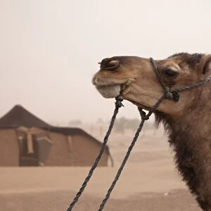 Dromedary Camel (Camelus dromedarius) adult, close-up of head, at Berber tent camp in desert, Sahara, Morocco, may