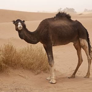 Dromedary Camel (Camelus dromedarius) adult, standing on desert sand dune, Sahara, Morocco, may