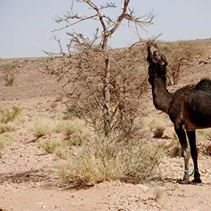 Dromedary Camel (Camelus dromedarius) adult, with hobbled front legs, feeding on tree leaves, near Zagora