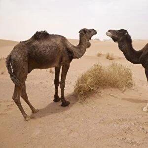Dromedary Camel (Camelus dromedarius) two adults, standing on desert sand dune, Sahara, Morocco, may