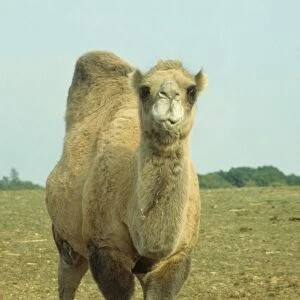 Dromedary Camel (Camelus dromedarius) close-up, standing, front legs crossed
