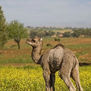 Dromedary Camel (Camelus dromedarius) young, standing amongst wildflowers, near Essaouira, Morocco, february