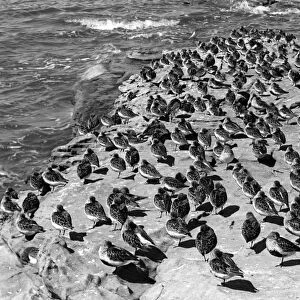 Dunlin at high tide on the Little Eye. Hilbre Island. Taken by Eric Hosking in 1948