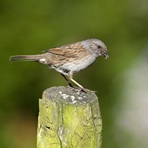 Dunnock (Prunella modularis) adult, with food in beak, perched on post, England, july