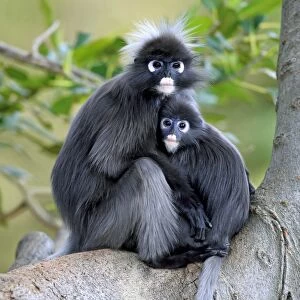 Dusky Leaf Monkey (Trachypithecus obscurus) adult female and young, sitting together on branch (captive)