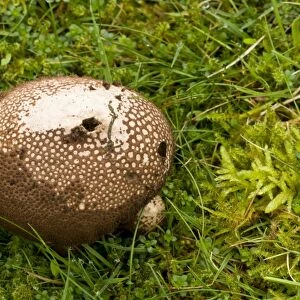 Dusky Puffball (Lycoperdon nigrescens) fruiting body, growing in acid grassland, Quantock Hills, Somerset, England